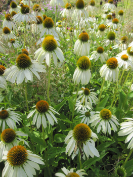 Preview: Echinacea purpurea Alba 2